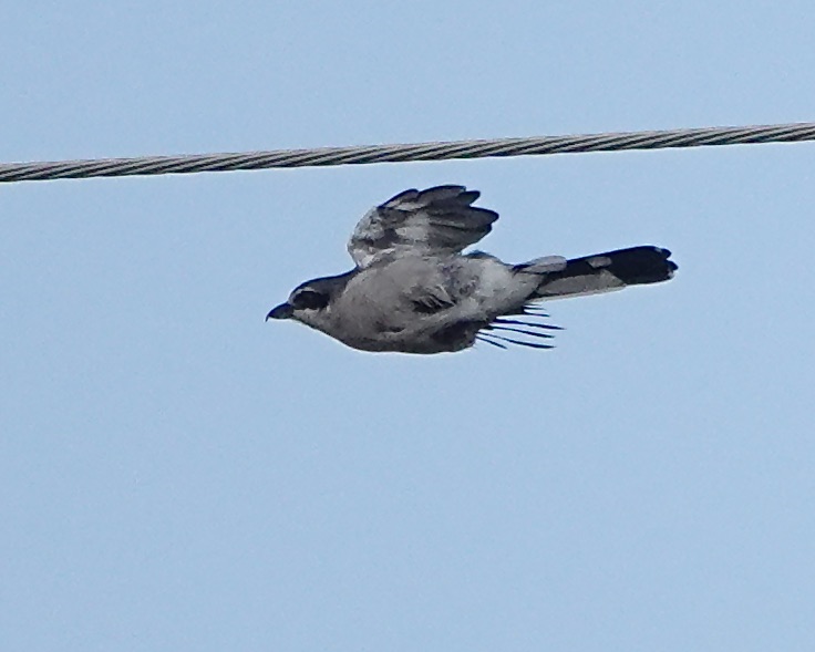 Iberian grey shrike